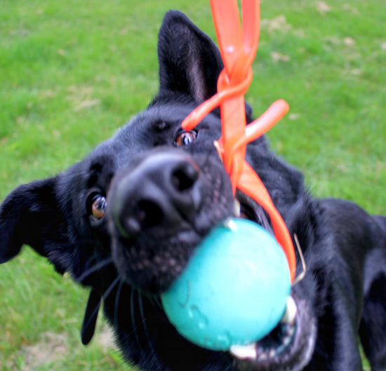 ball tug, biothane, dog training, reward, toy, ball, obedience, bq leashes