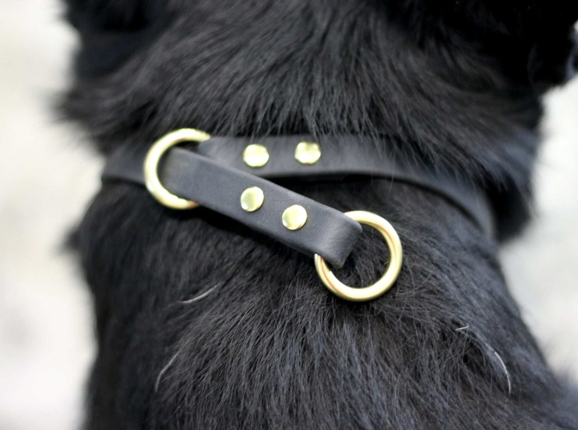 heavy duty, biothane, slip collar, dominant dog collar, training collar, brass hardware, study collar, big dog collar, waterproof collar, durable collar, heavy duty collar, dog collar, pet collar, training collar, obedience collar, bqleashes