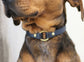 o ring collar, slip on collar, name tag collar, id tag collar, light weight collar, durable collar, waterproof collar, simple collar, biothane collar, collar with brass hardware, bqleashes